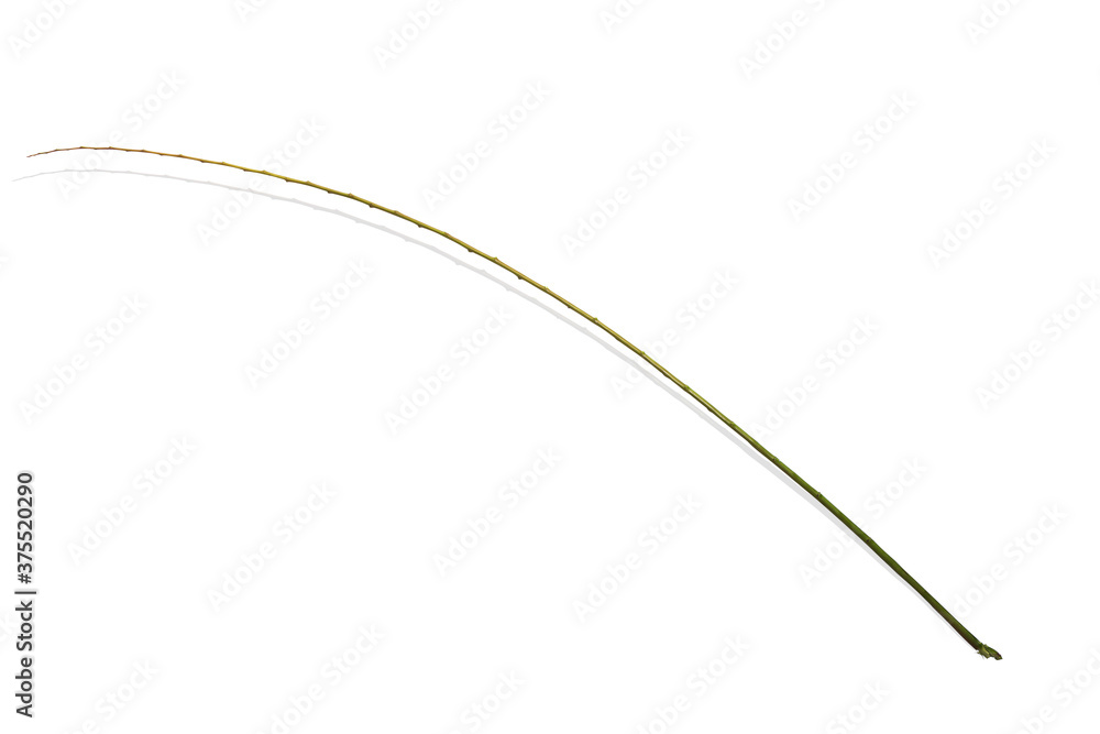 Branches without leaves Isolated on white background with clipping path Branches without leaves Isolated on white background with clipping path