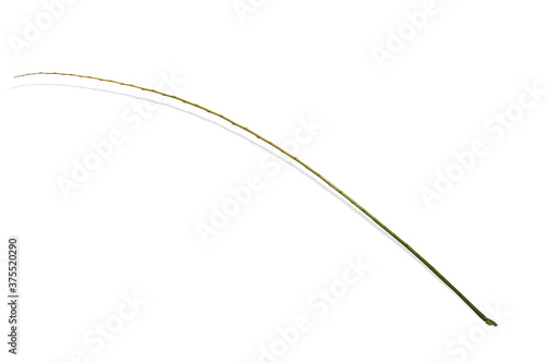 Branches without leaves Isolated on white background with clipping path