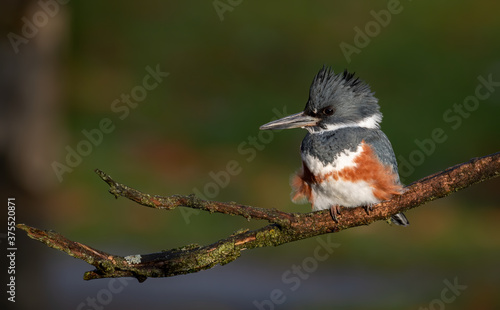 Belted Kingfisher in Pennsylvania 