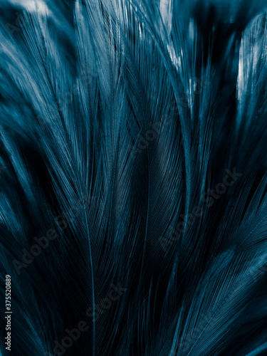 Beautiful abstract pastel blue feathers on dark background, black feather frame texture on blue background, dark feather, black banners