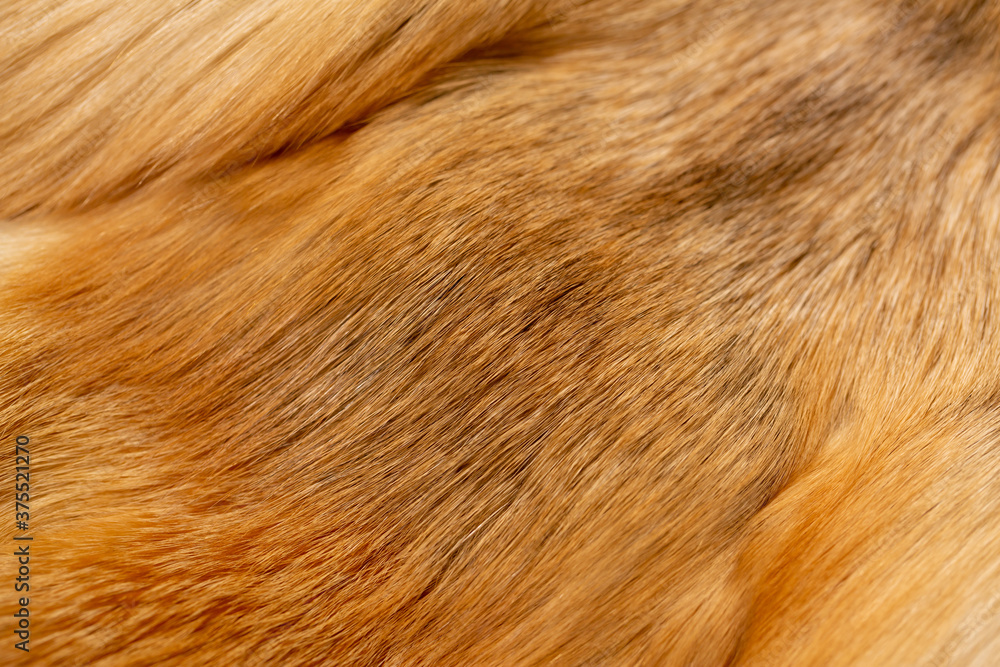 Fox fur close up. Redhead animal fur background, fur pile texture.