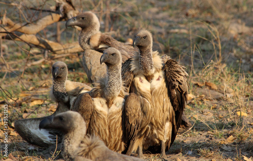 A pack of hyenas (Hyaenidae) and a flock of vultures (Necrosyrtes monachus) fighting over the carcass of a dead giraffe in Africa.	￼	