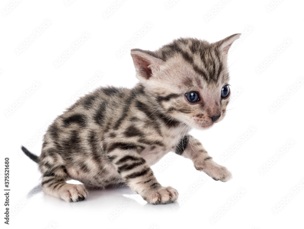 bengal kitten in studio