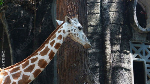 Giraffe with the Latin name Giraffa