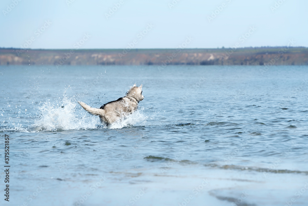 Naklejka premium A mature Siberian Husky male runs in the water. The dog has grey & white fur and holds the tail high. The blue water of the estuary surrounds him. Coast in the background; the sky is clear.