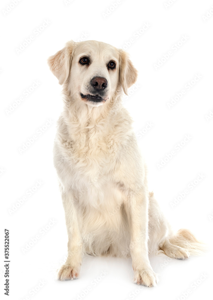 golden retriever in studio