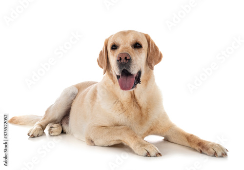 labrador retriever in studio