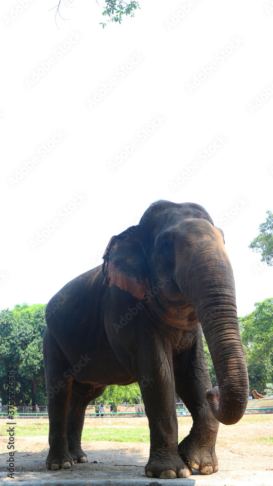 Fototapeta premium Sumatran elephants with the Latin name Elephas maximus sumatrensis