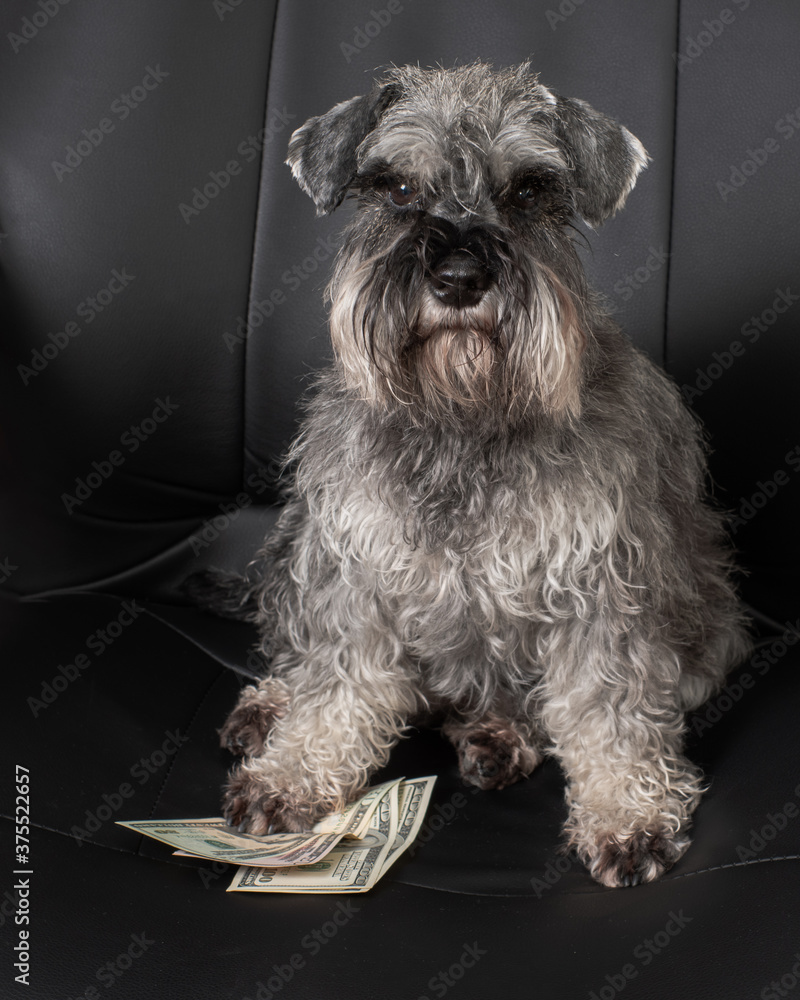 A close-up of a miniature schnauzer dog sits in an office chair and holds one hundred dollar bills under its paw
