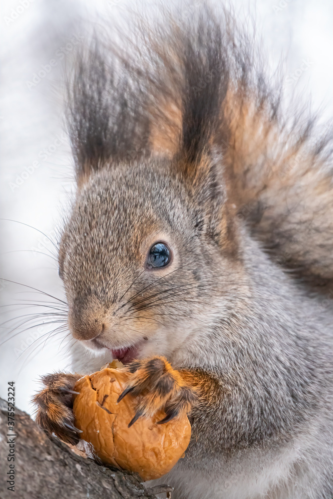 Fototapeta premium Portrait of a squirrel with nut in winter or autumn.