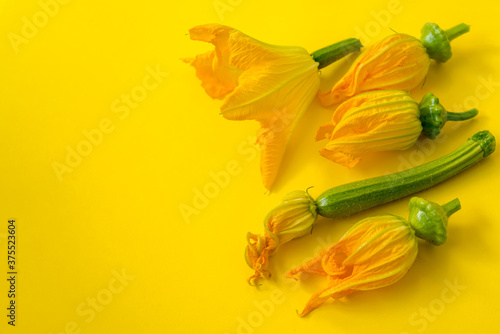 Yellow flowers on sprouts of zucchini and squash on a yellow background