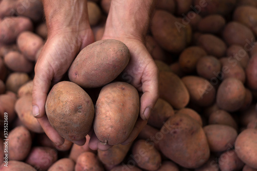 Man holds in his hands a few potato tubers on a background of potatoes, harvest. Agriculture concept