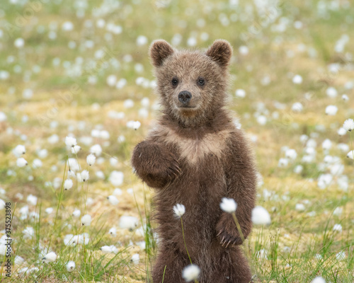 Brown bear cub (Ursus arctos) standing on its hind legs in the middle of the cotton grass on a Finnish bog