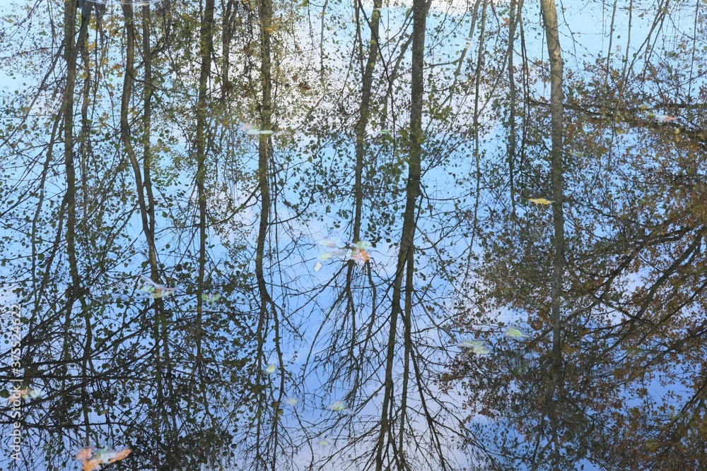 Obraz premium Autumn time.Tree silhouette in water .Water surface with reflection of nature.Fall season. Autumn nature landscape wallpaper.