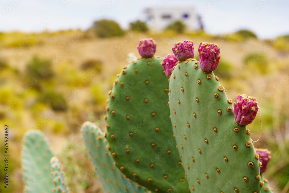 Cactus with flowers and caravan in distance Cactus with flowers and caravan in distance