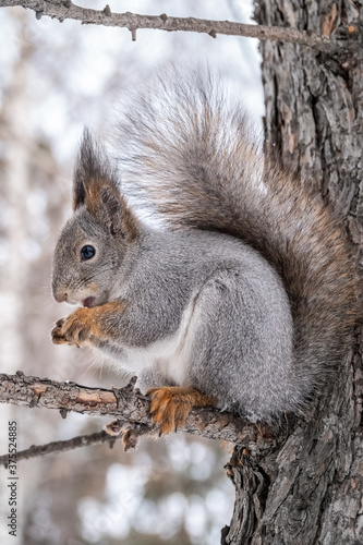 The squirrel with nut sits on a fir branches in the winter or autumn.