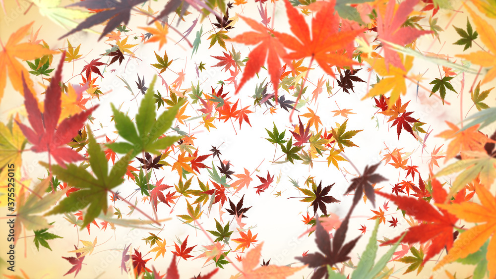 Autumn Japanese Maple Background Autumn Japanese Maple Background