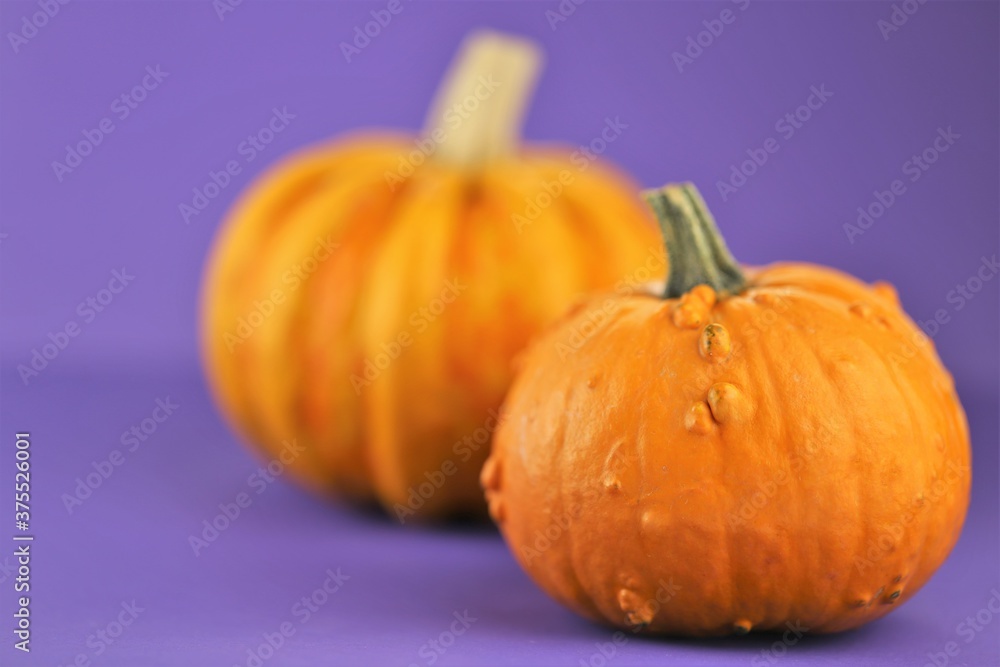 Fototapeta premium Thanksgiving Day. Autumn harvest of fruits and vegetables. Pumpkins on a bright purple background.Autumn time.Halloween holiday. Pumpkin harvest. Pumpkin season