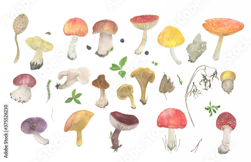 Watercolor painting big set with mushrooms and forest elements
