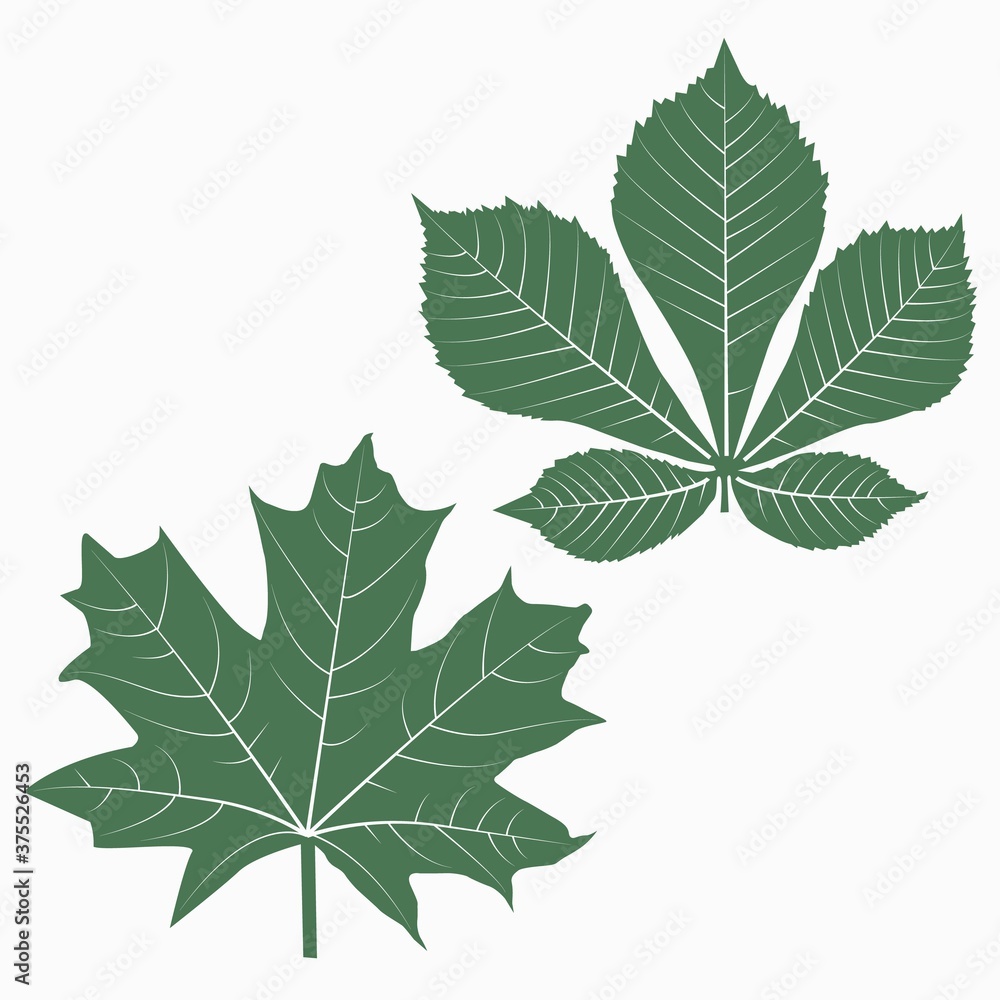 Vector illustration of green maple and chestnut leaves on a white background. Vector illustration of green maple and chestnut leaves on a white background.