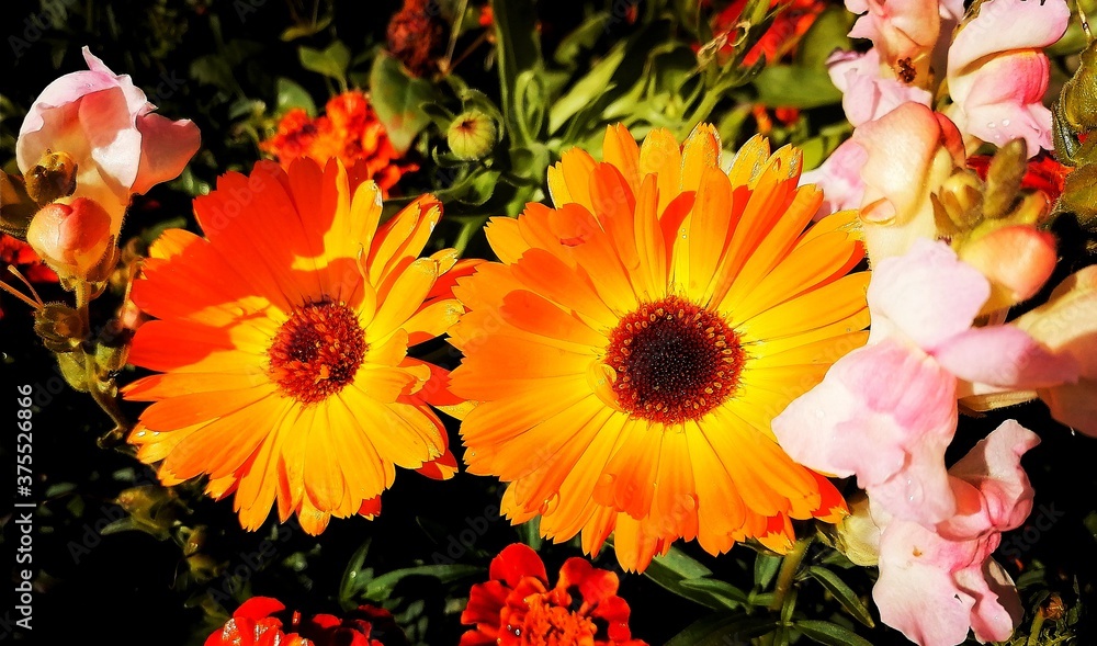 orange and yellow flowers orange and yellow flowers