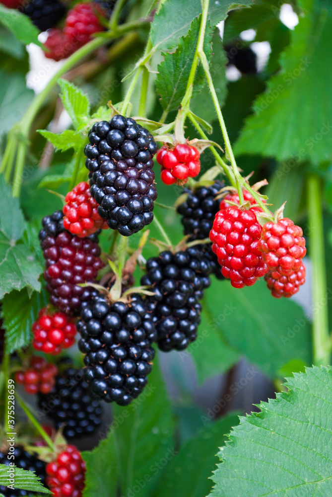 blackberries ripe black and red large with green leaves blackberries ripe black and red large with green leaves