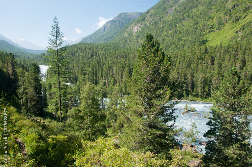 Summer view of Altai mountains covered with green trees and Kucherla river running down the valley, Russia, the Altai Republic