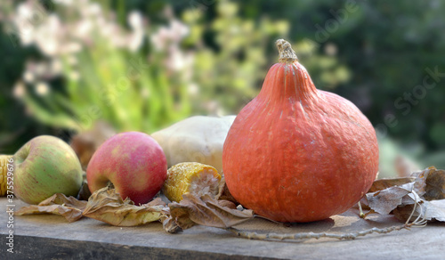 little pumpkin and apples  in leaves  on a table in garden