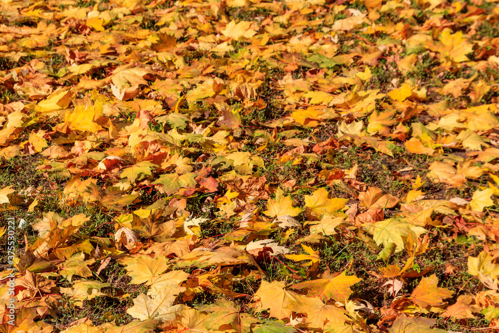 Background of the autumn maple leaves Background of the autumn maple leaves