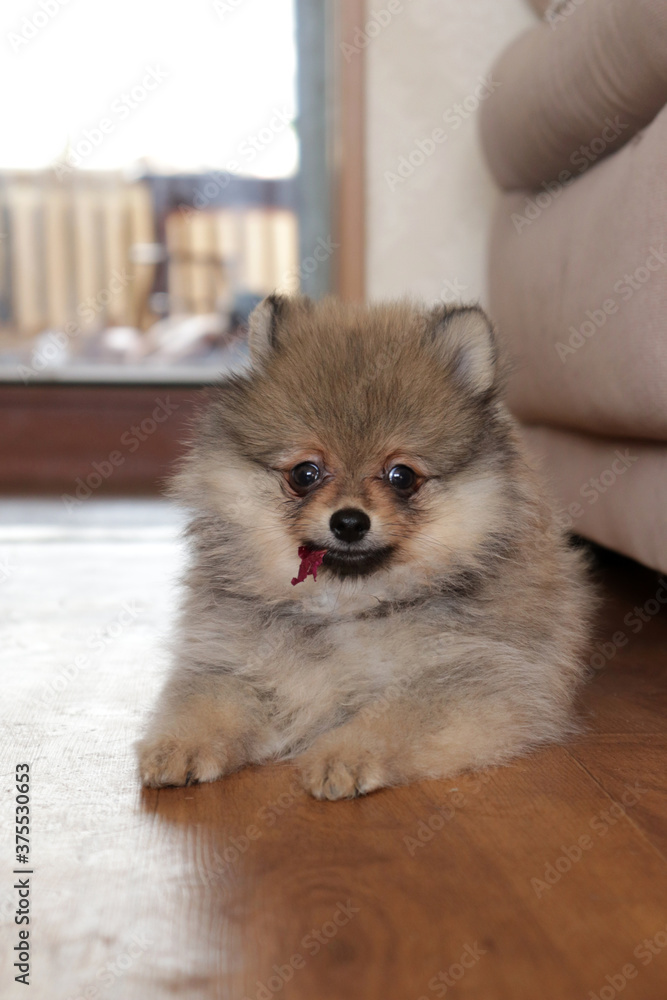 Pomeranian spitz lovely dog, friendly cool puppy at home photo Pomeranian spitz lovely dog, friendly cool puppy at home photo