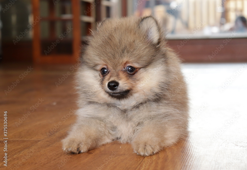 Pomeranian spitz lovely dog, friendly cool puppy at home photo Pomeranian spitz lovely dog, friendly cool puppy at home photo