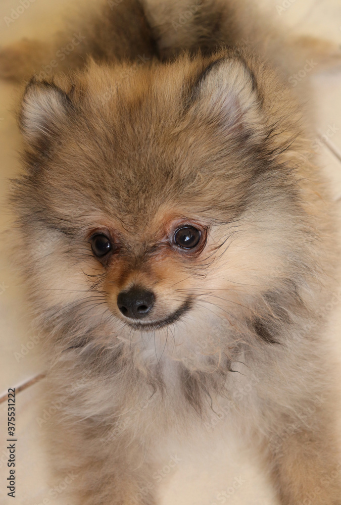 Pomeranian spitz lovely dog, friendly cool puppy at home photo Pomeranian spitz lovely dog, friendly cool puppy at home photo