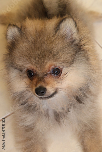 Pomeranian spitz lovely dog, friendly cool puppy at home photo