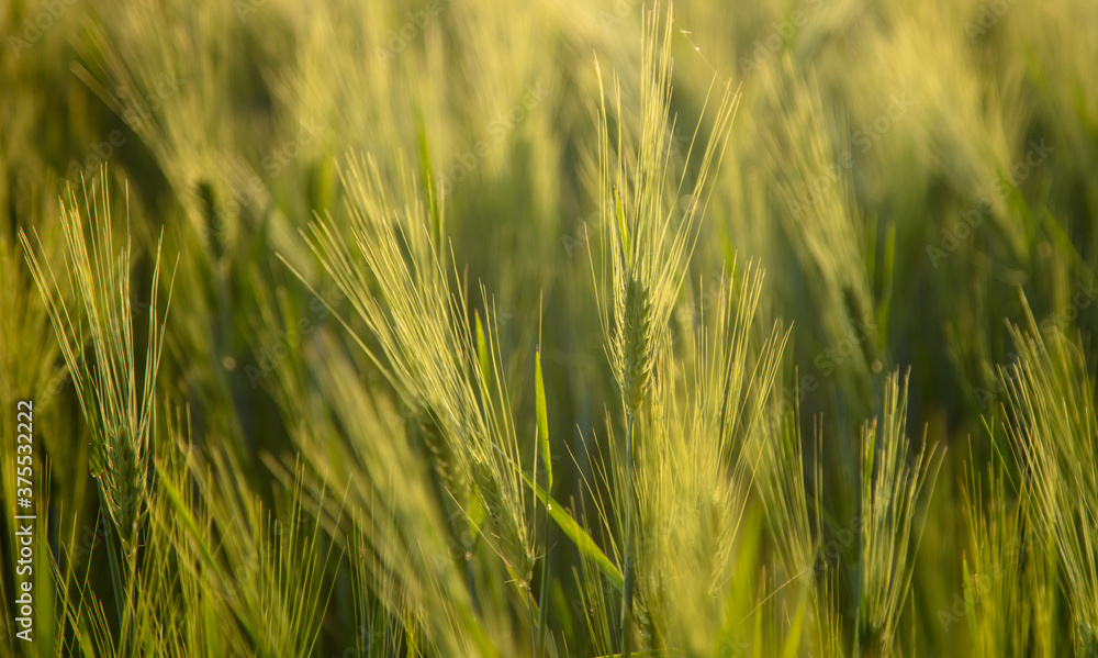 Fototapeta premium Green ears of wheat at sunset.