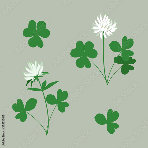 White Clover - Trifolium.Hand drawn vector illustration of a white clover flower and leaves