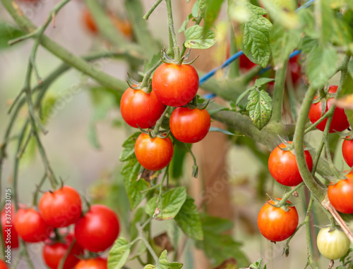 Ripe tomatoes on the plant in summer.