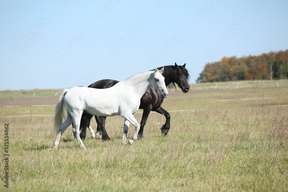 Naklejka premium Couple of horses on pasturage