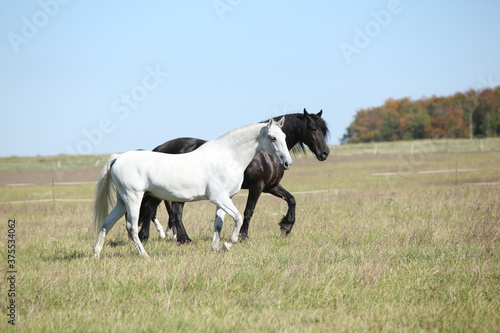 Couple of horses on pasturage