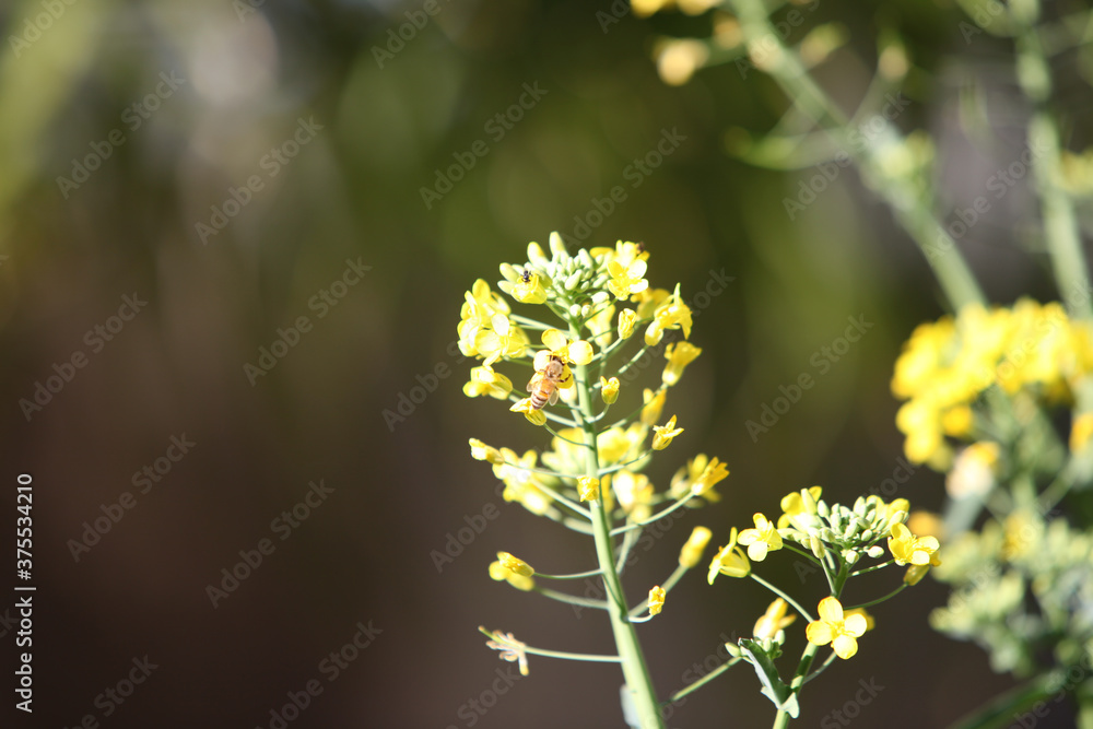 Honey bee enjoying broccoli flowers Honey bee enjoying broccoli flowers