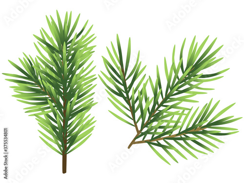 Christmas tree branch illustration isolated on white background