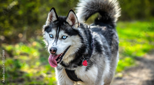 Siberian husky eyes