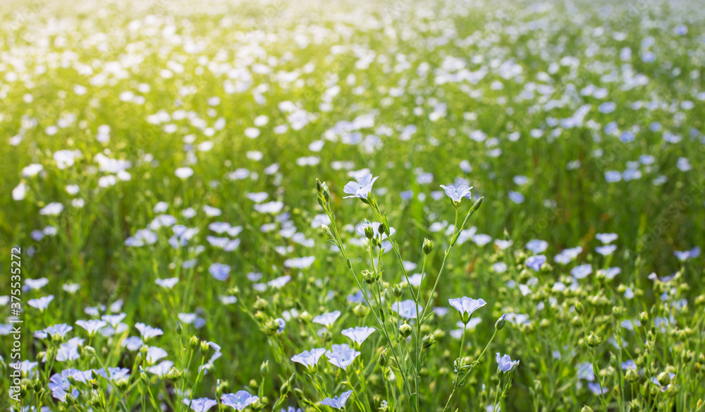 Sky-blue flax flowers grow in a huge field. Raw materials for the textile and oil industry.