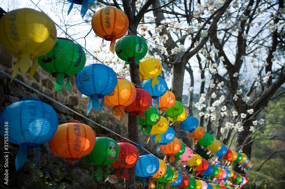 The thousands colorful lotus lanterns at a buddhist temple to celebrate buddha's birthday.