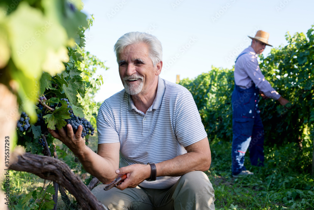 Fototapeta premium Senior man at vineyard