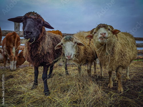 sheep and lambs