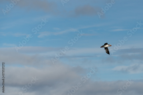 Puffin