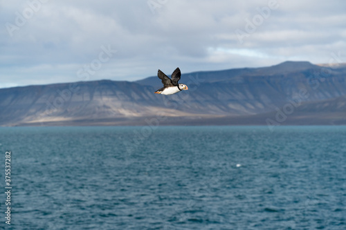 Puffin