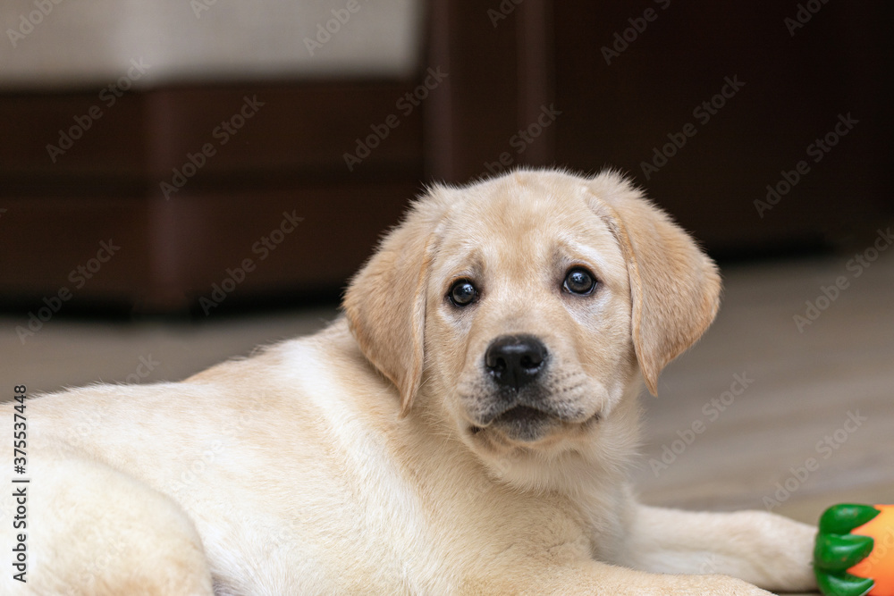 funny, shaggy Labrador puppy plays at home with rubber toy. Look ahead funny, shaggy Labrador puppy plays at home with rubber toy. Look ahead