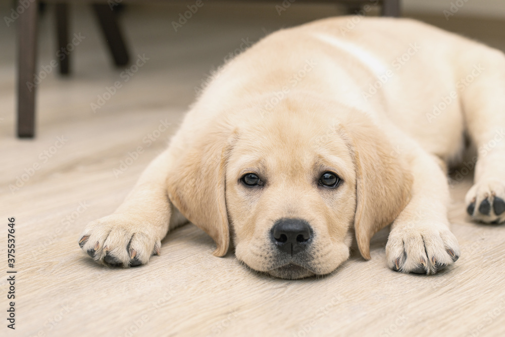 Cute sad three month old Labrador puppy lying on floor of house Cute sad three month old Labrador puppy lying on floor of house