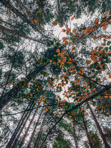 autumn in the park